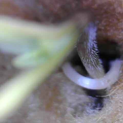 Tropical Mirage growlog timeline photo