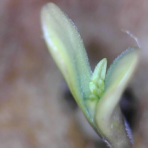 Tropical Mirage growlog timeline photo