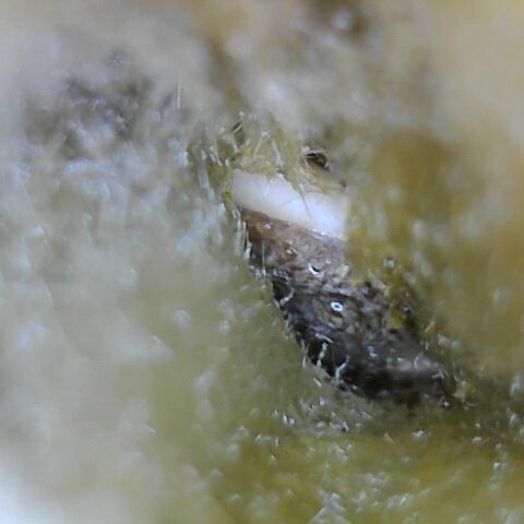 Green Gelato growlog timeline photo