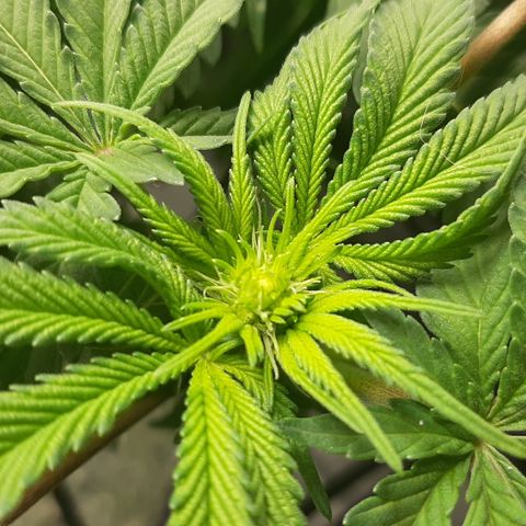 B2 growlog timeline photo