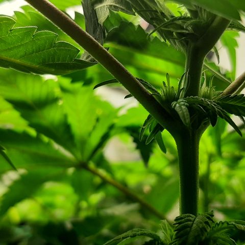 B2 growlog timeline photo