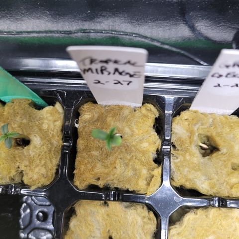 Tropical Mirage growlog timeline photo