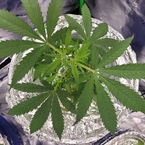 O.G. Kush #2 growlog timeline photo