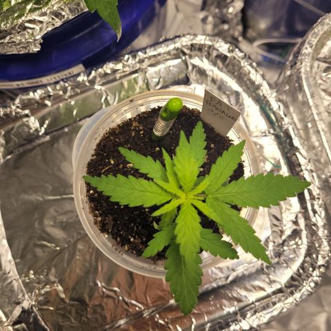 Pete's Fat Banana  growlog timeline photo