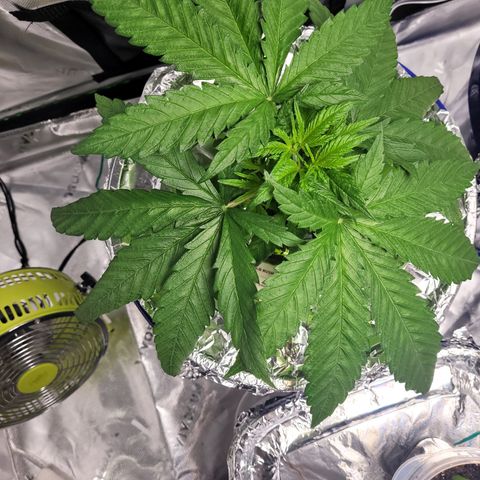 OG Kush #1 growlog timeline photo