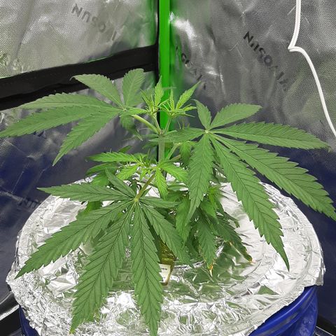 O.G. Kush #2 growlog timeline photo
