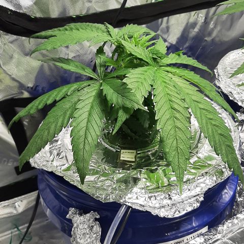 OG Kush #1 growlog timeline photo