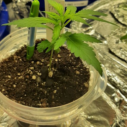 Pete's Fat Banana  growlog timeline photo