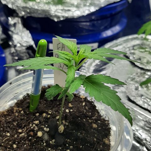 Pete's Fat Banana  growlog timeline photo