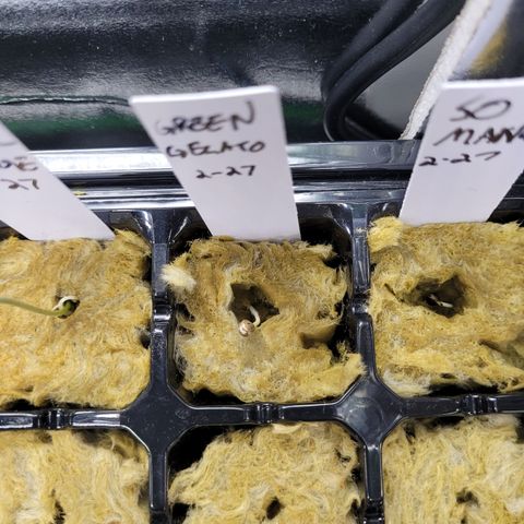 Green Gelato growlog timeline photo