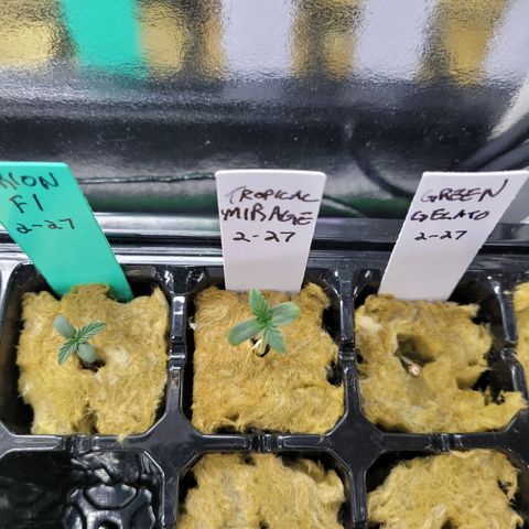Tropical Mirage growlog timeline photo