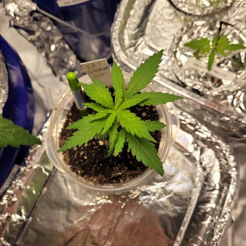 Pete's Fat Banana  growlog timeline photo