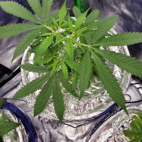 O.G. Kush #2 growlog timeline photo