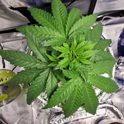 OG Kush #1 growlog timeline photo