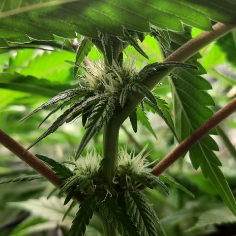 B2 growlog timeline photo