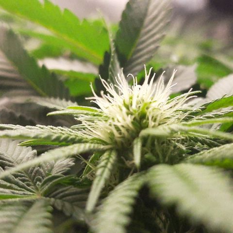 B2 growlog timeline photo