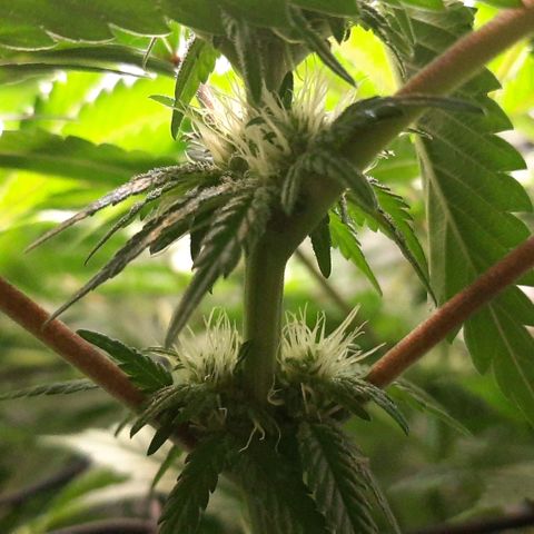 B2 growlog timeline photo