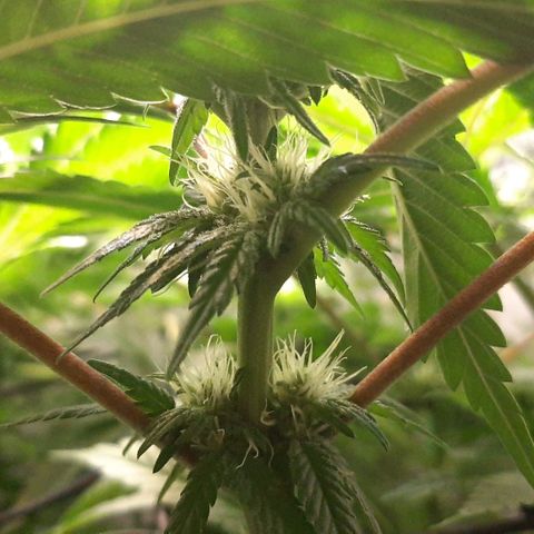 B2 growlog timeline photo