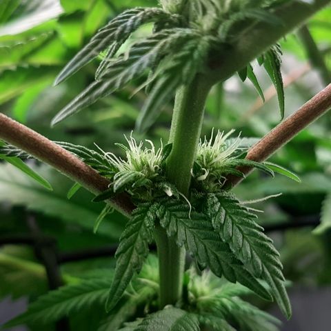 B2 growlog timeline photo