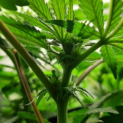 B2 growlog timeline photo