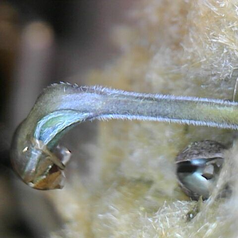 Somango XL growlog timeline photo
