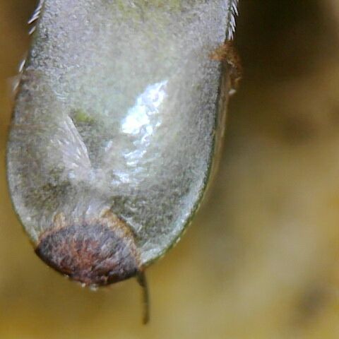Somango XL growlog timeline photo