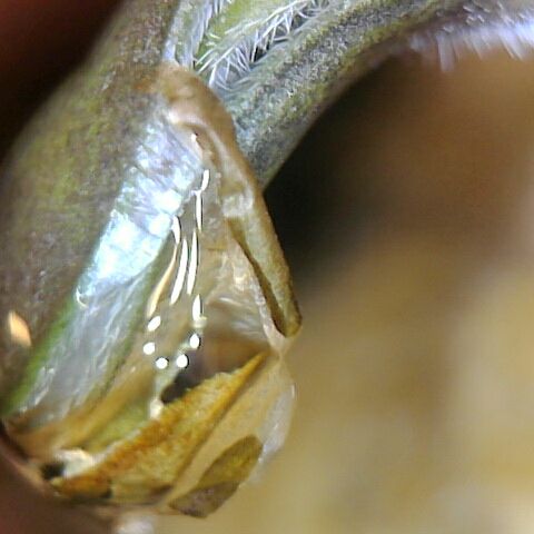 Somango XL growlog timeline photo