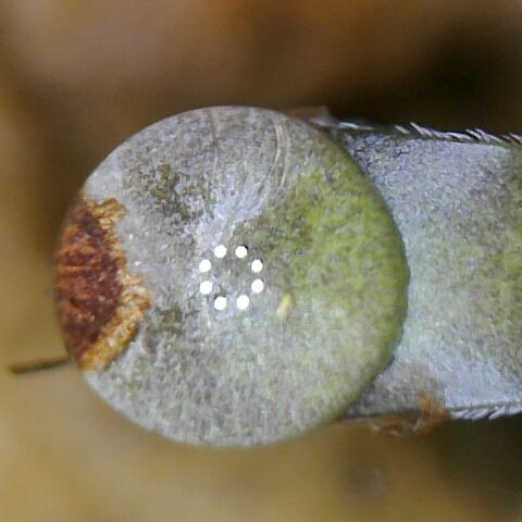 Somango XL growlog timeline photo