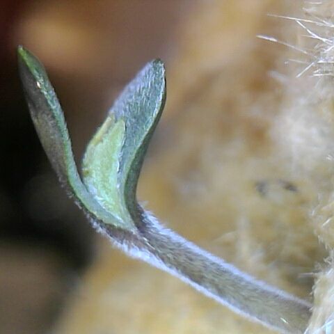 Somango XL growlog timeline photo
