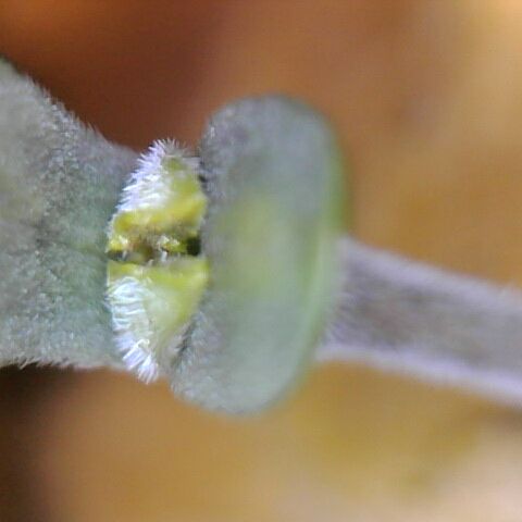 Somango XL growlog timeline photo