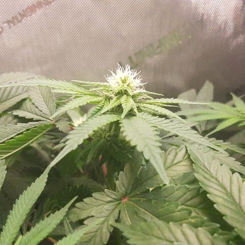 B2 growlog timeline photo
