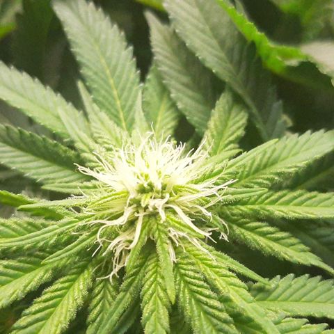 B2 growlog timeline photo