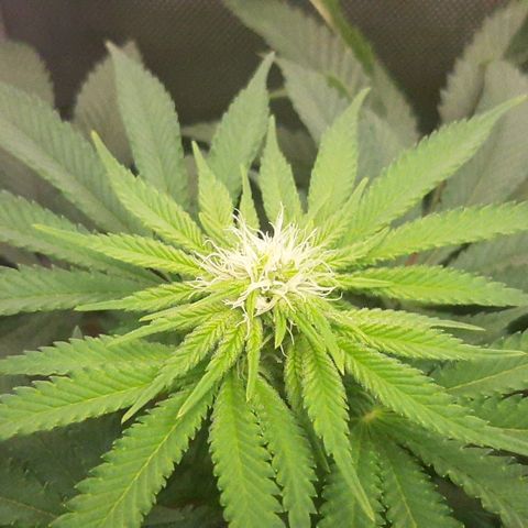 B2 growlog timeline photo
