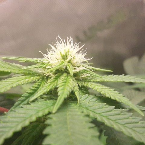 B2 growlog timeline photo
