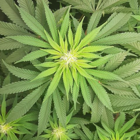 B2 growlog timeline photo