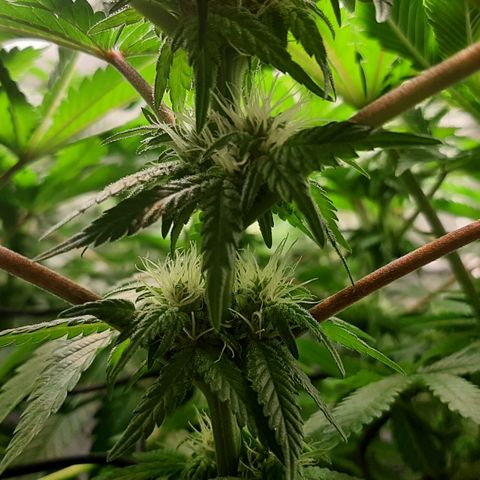 B2 growlog timeline photo