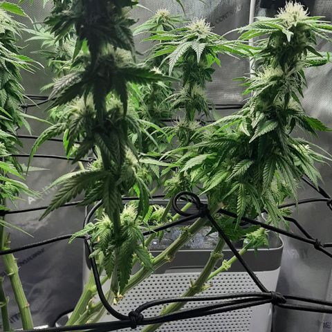 B2 growlog photo: Trimmed 