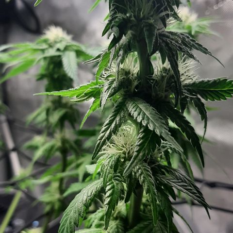 B2 growlog photo: Trimmed 