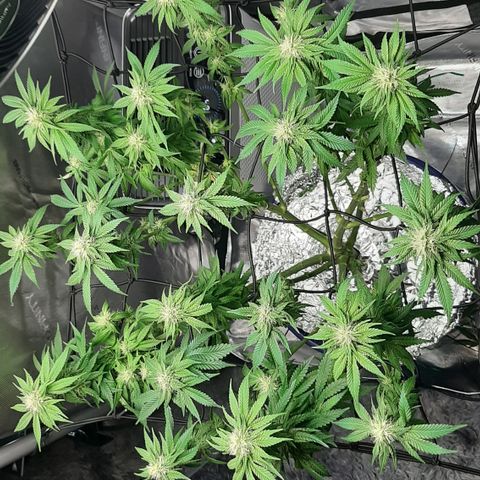 B2 growlog photo: Trimmed 