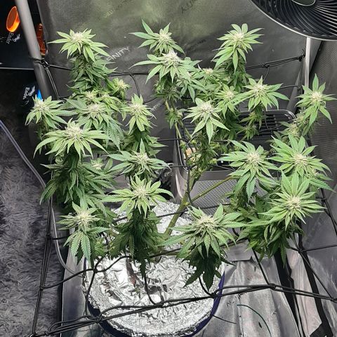 B2 growlog photo: Trimmed 