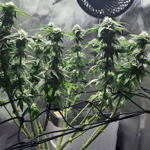 B2 growlog photo: Trimmed 