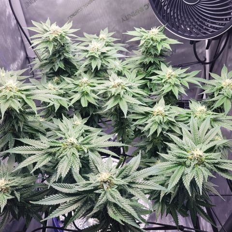 B2 growlog photo: Harvest time