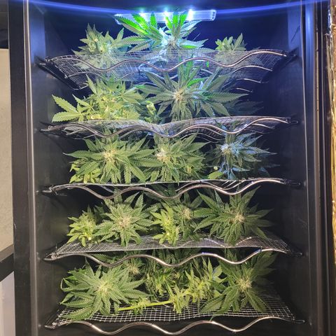 B2 growlog photo: Dry box! 
Wine fridge with custom esp8266 + dht sensor for temp /humidity on wifi