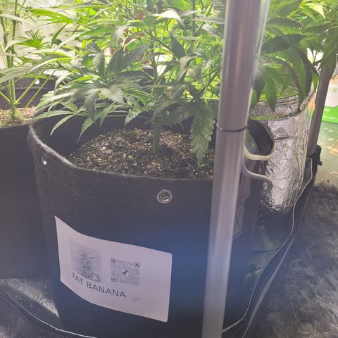 Pete's Fat Banana  growlog timeline photo