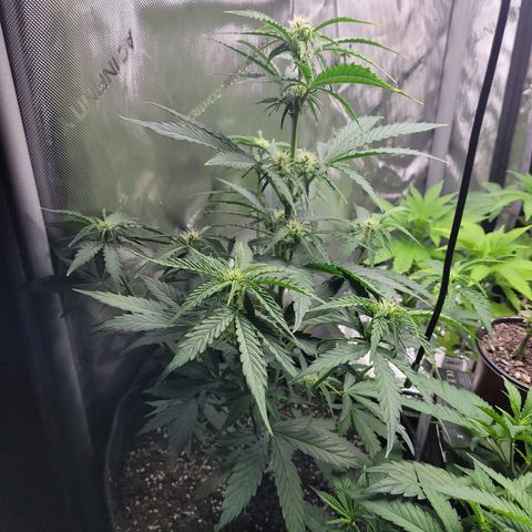 Orion F1 growlog timeline photo