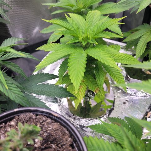 Green Gelato growlog timeline photo
