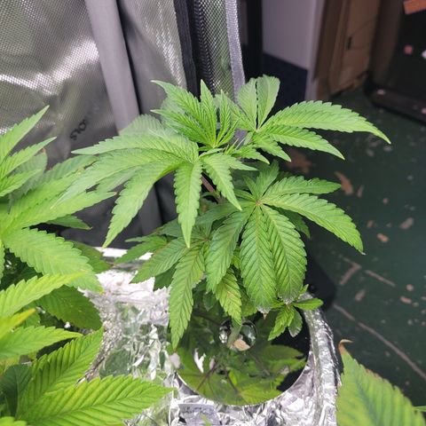 Tropical Mirage growlog timeline photo