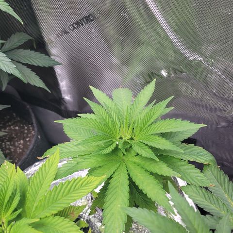 Somango XL growlog timeline photo