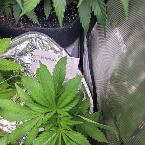 Somango XL growlog timeline photo