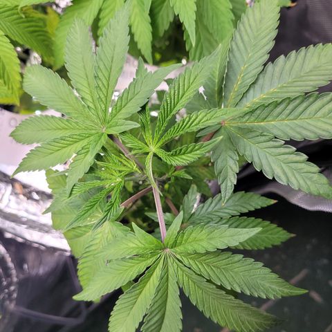 Tropical Mirage growlog timeline photo